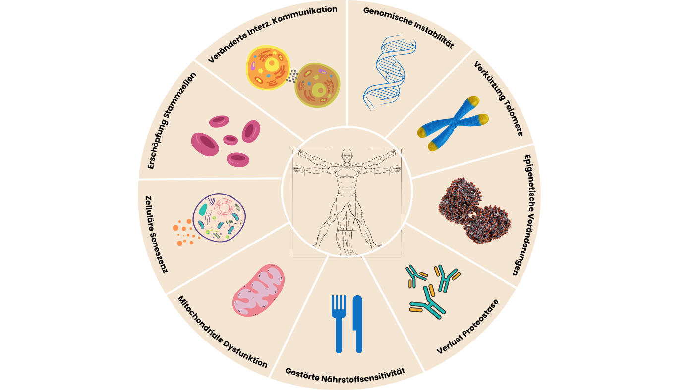 Die 9 Merkmale des Alterns (Hallmarks of Aging)
