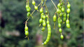 Quercetin
